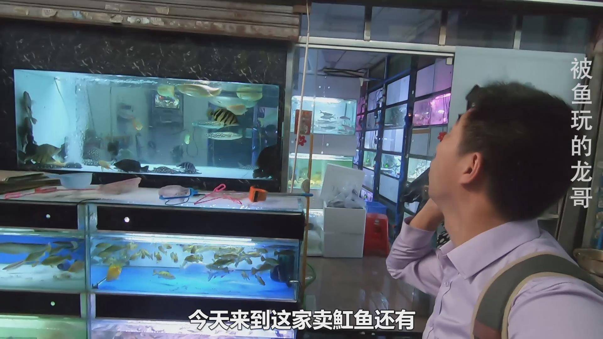 广州观赏鱼市场,380块的魟鱼和1200的进口黑鱼?你们叫什么鱼?